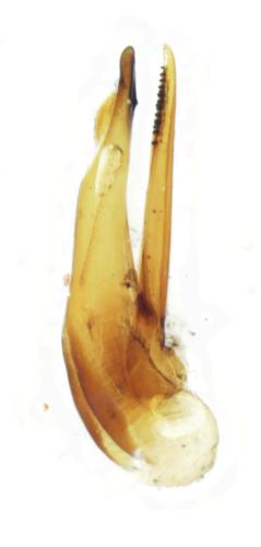 Quedius semiaeneus